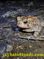 /home//u458753944/public_html/sourcegallery//McKaig Nature Center/2020-09-27/P9270712.JPG